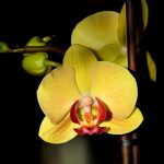 Gul Orkidé, Orkidéer