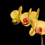 Gul Orkidé, Orkidéer