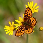 Prydlig pärlemorfjäril Boloria euphrosyne