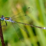 Pudrad smaragdflickslända Lestes sponsa