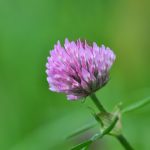 Rödklöver Trifolium pratense