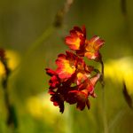 Röd gullviva Primula veris