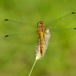 Blodröd ängstrollslända Sympetrum sanguineum