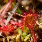 Rundsileshår Drosera rotundifolia