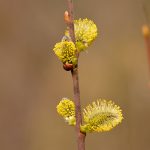 Salix Vide