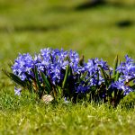 Rysk blåstjärna Scilla siberica