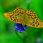 Silverstreckad pärlemorfjäril Argynnis paphia