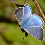 Silverblåvinge Hane Polyommatus amandus