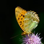 Silverstreckad pärlemorfjäril Argynnis paphia