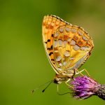 Skogspärlemorfjäril Argynnis adippe