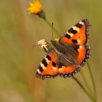 Nässelfjäril Aglais urticae