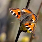 Nässelfjäril Aglais urticae