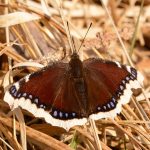 Sorgmantel Nymphalis antiopa