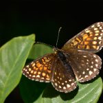 Sotnätfjäril Melitaea diamina