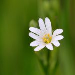 Buskstjärnblomma Stellaria holostea