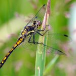 Svart ängstrollslända Sympetrum danae