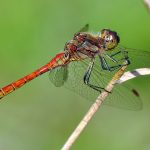 Tegelröd ängstrollslända Sympetrum vulgatum