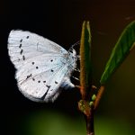 Tosteblåvinge Hona Celastrina argiolus