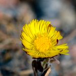 tussilago farfara