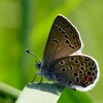 Violett blåvinge Plebejus optilete