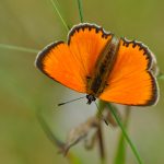 Vitfläckig guldvinge Lycaena virgaureae