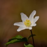 Vitsippa Anemone nemorosa