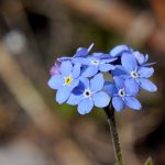 Äkta förgätmigej Myosotis scorpioides