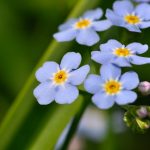 Äkta förgätmigej Myosotis scorpioides