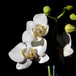 Vit Orkidé, Orkidéer