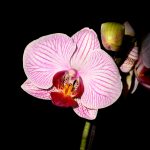 Vitrosa Orkidé, Orkidéer