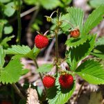 Smultron Fragaria vesca