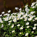 Vitsippa Anemone nemorosa