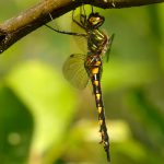 Gulfläckad glanstrollslända Somatochlora flavomaculata