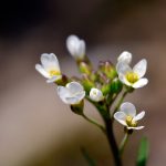 Backtrav Arabidopsis thaliana