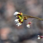 Backtrav Arabidopsis thaliana