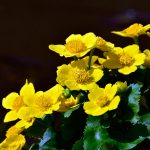 Kabbleka Caltha palustris