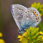 Puktörneblåvinge Common Blue hane