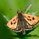 Svartfläckig glanssmygare Carterocephalus silvicola