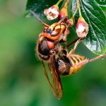 Bålgeting Vespa crabro