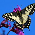 Makaonfjäril Papilio machaon