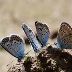 Hedblåvinge Plebejus idas