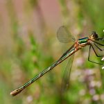 Pudrad smaragdflickslända Lestes sponsa