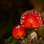 Röd flugsvamp Amanita muscaria