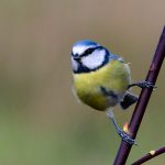 Blåmes Cyanistes caeruleus