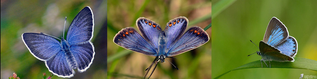 Blue Butterflies