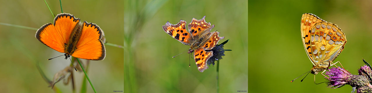 Orange Butterflies