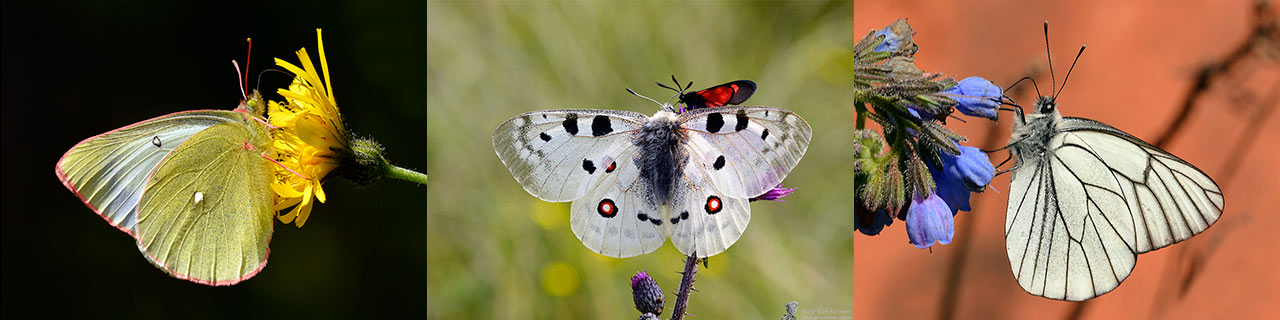 White Butterflies