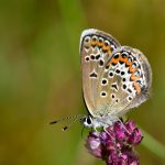 Ljungblåvinge Plebejus argus