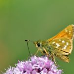 Silversmygare Hesperia comma