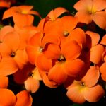 Orange blommor